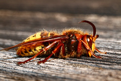 Horny hornet