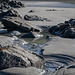 Tide Pool Beauty at Harris Beach, a Finale  (+5 insets)