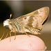IMG 1712 Moth