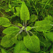 20230510 0075CPw [D~LIP] Roter Fingerhut (Digitalis purpurea), Bad Salzuflen