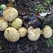 Cliffe fungi.  The Common Earthball, Scleroderma citrinum.