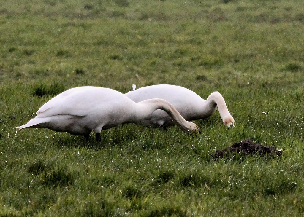 Schwäne beim Gras fressen