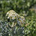 Flowering Sea Kale