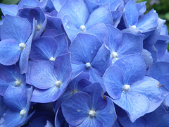 Blue Hydranga detail