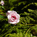 Aspargus setaceus, Rosa de Saxe, Eden Garden, Cascais
