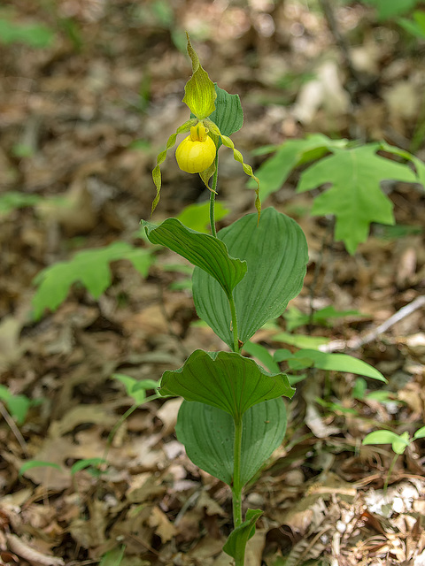 Cypripedium parviflorum var. pubescens (Large Yellow Lady's-slipper orchid)