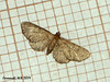 1814 Eupithecia plumbeolata (Lead-coloured Pug)