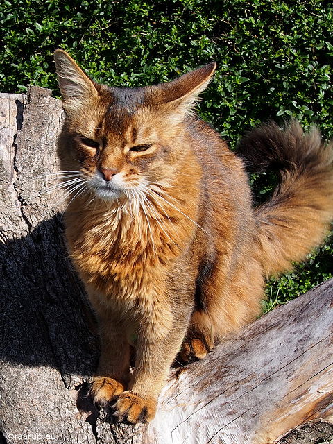 Summer sun - for Happy Caturday