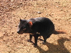 Diable de Tasmanie / Tasmanian Devil