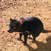 Diable de Tasmanie / Tasmanian Devil