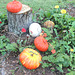 my own little "pumpkin patch" ..  (the flowers are Gerber Daisies) at the base of a tree we lost in the recent storm!