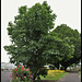 Ehretia macrophylla -Cabrillet à grandes feuilles (1)