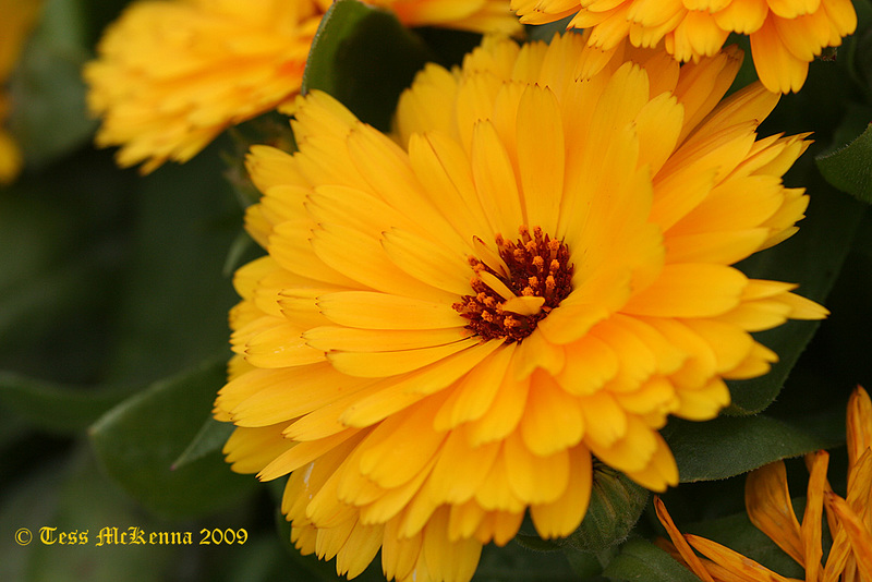 Marigold 051 copy