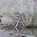 beaver lodge