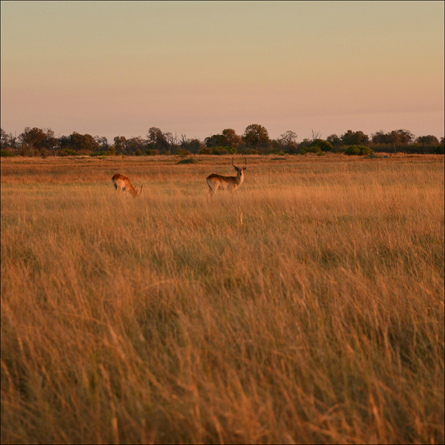 Golden light at sunset.