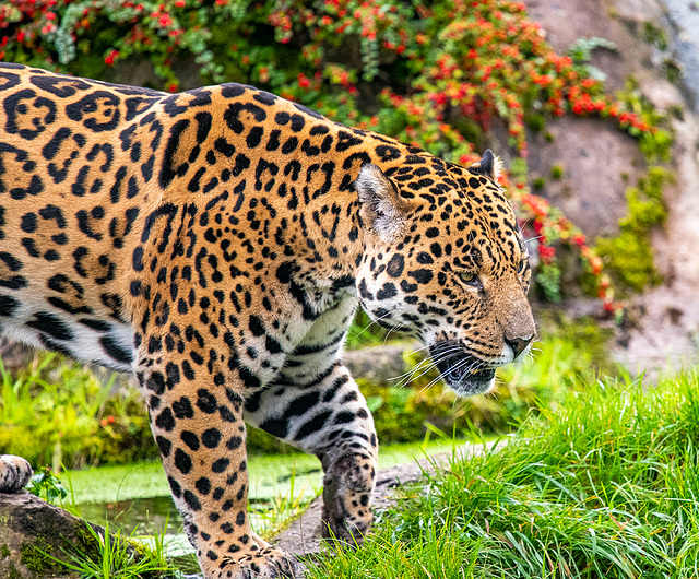 Jaguar