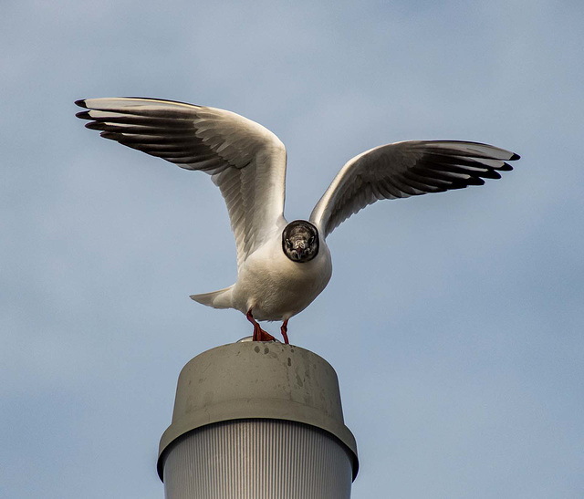 Black headed gull