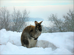 Wanna be a Wallaby