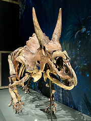 Naturalis 2020 – Triceratops