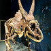 Naturalis 2020 – Triceratops