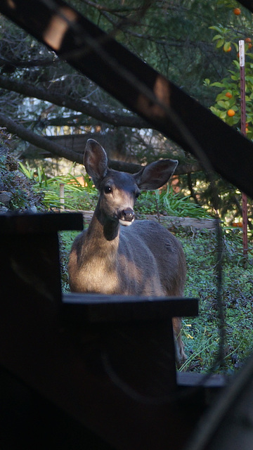 DSC03523 - Front Yard Deer