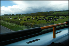 cows expecting rain