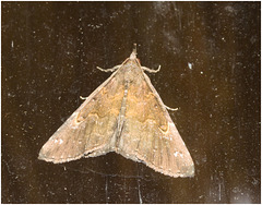 IMG 1768 Moth