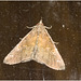 IMG 1768 Moth