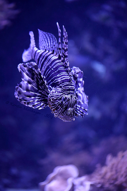 Pazifischer Rotfeuerfisch (Tropenaquarium Hagenbeck)