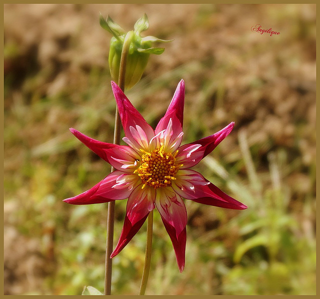 Belle soirée et bon jeudi mes ami(e)s ❤️ Belle soirée et bon jeudi mes ami(e)s ❤️