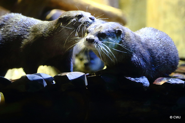 Otters grooming