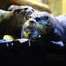 Otters grooming