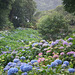 Valley of Hydrangas - Trebah