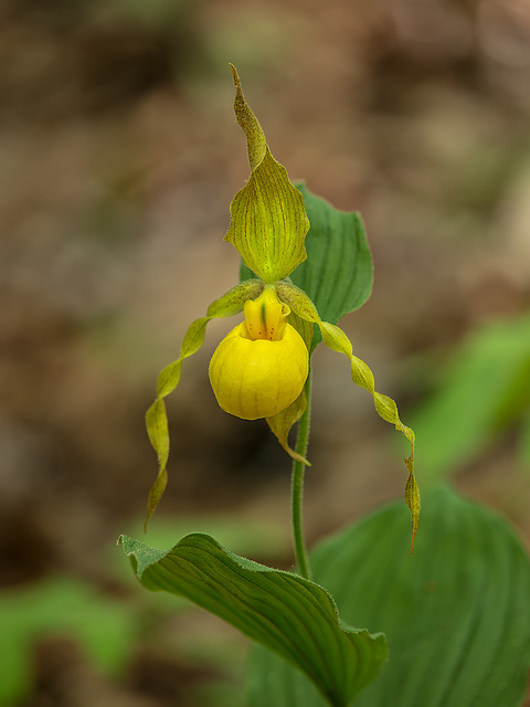 Cypripedium parviflorum var. pubescens (Large Yellow Lady's-slipper orchid)