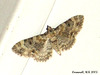 1817 Eupithecia pulchellata (Foxglove Pug)