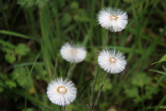 Seed heads