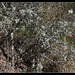 prunellier couvert de lichens  (2)