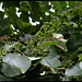 Ehretia macrophylla -Cabrillet à grandes feuilles