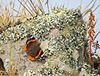 Red Admiral