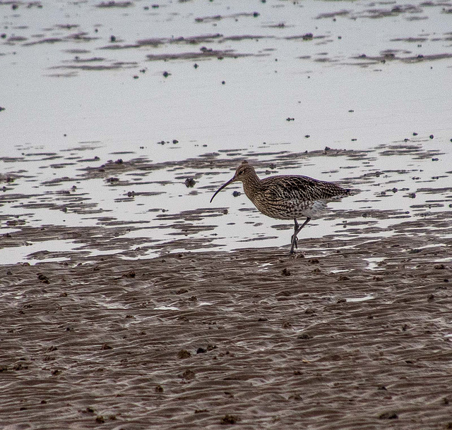 Curlew