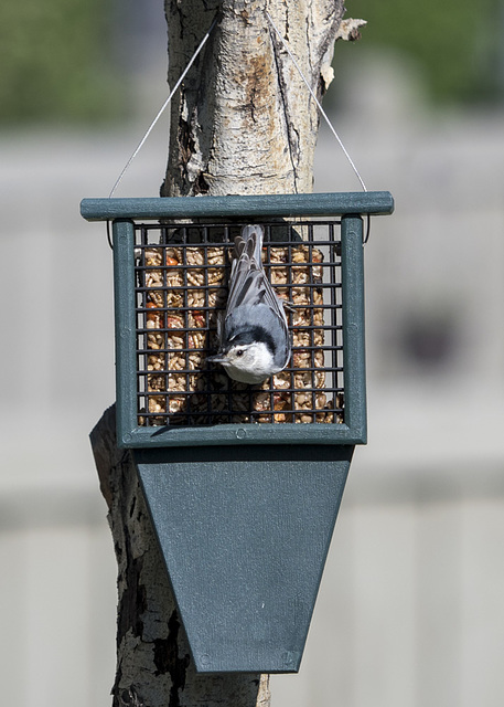 White-breasted Nuthatch