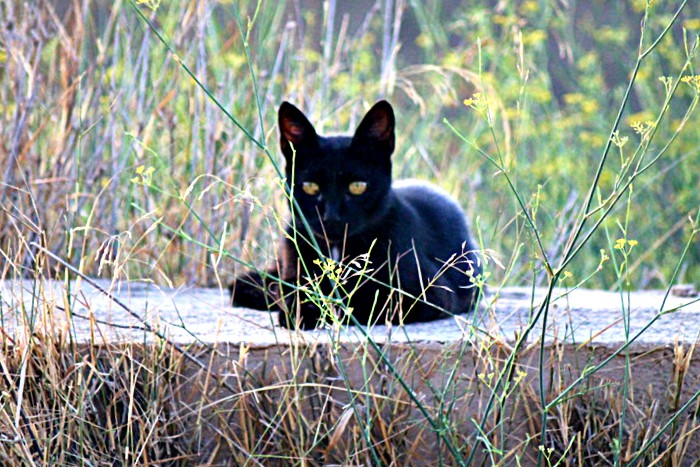 chat noir