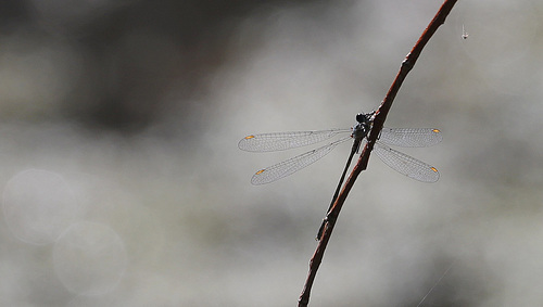 Demoiselle....