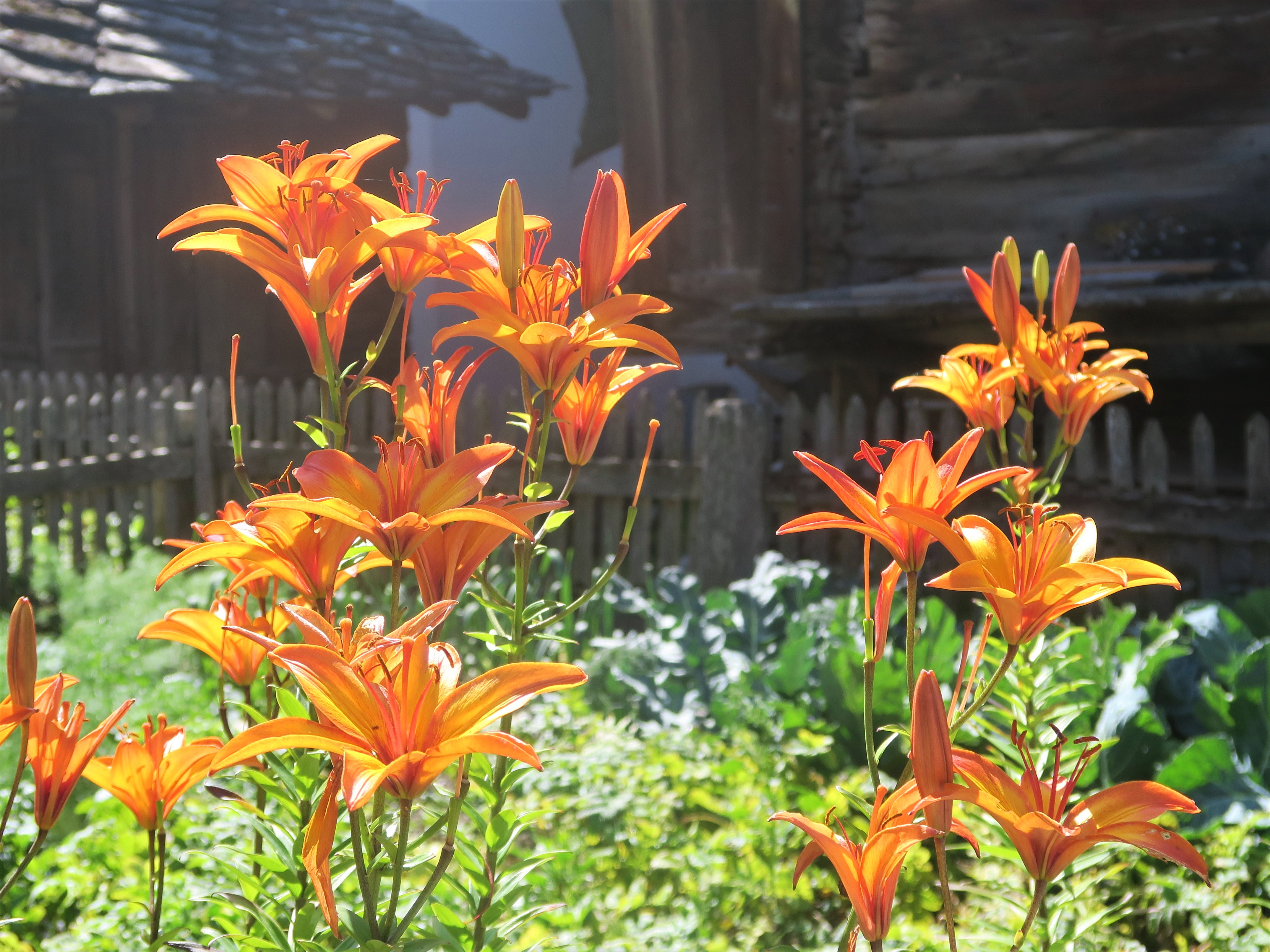 Lis orangé au jardin, Lilium bulbiferum, Liliacées