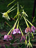 Nicotiana alata