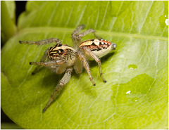 IMG 1722 Spider