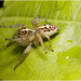 IMG 1722 Spider