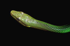 Serpent ratier vert des mangroves