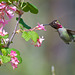 Anna's Hummingbird