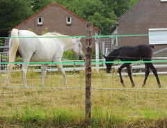 White mother ---Black boy